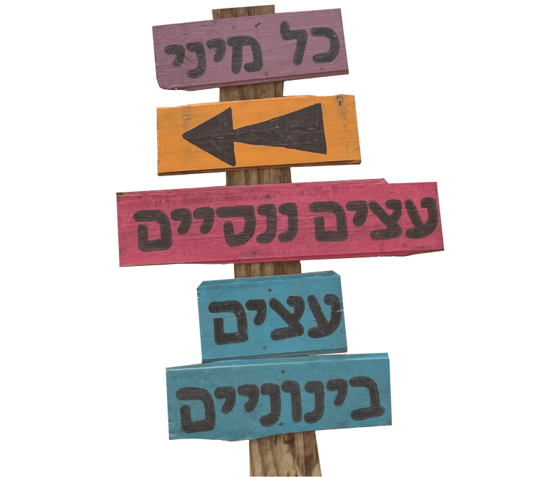 כל מה שרצית לדעת