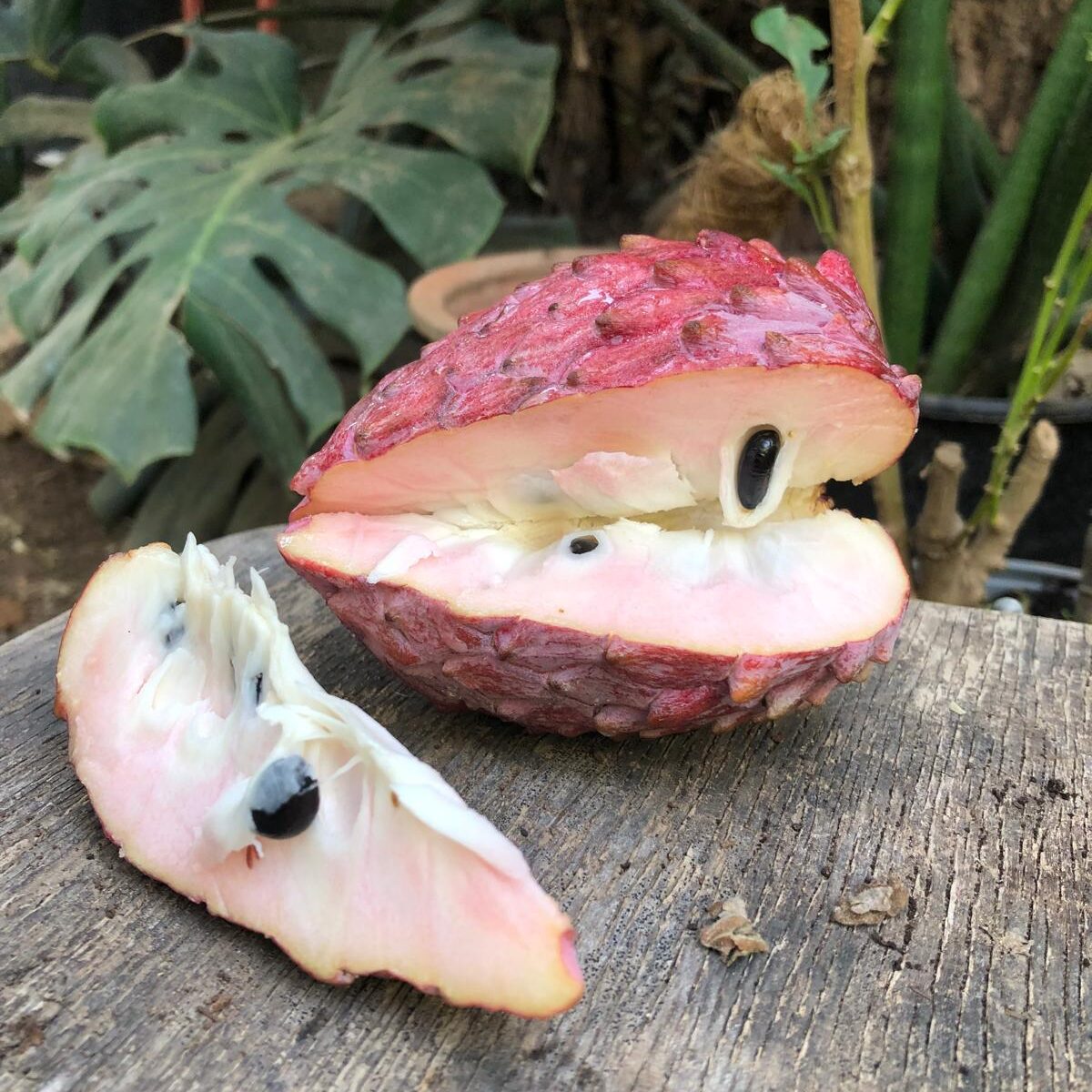 אנונה אדומה