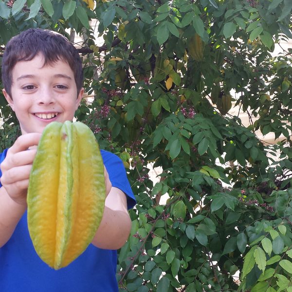 קרמבולה מתוקה