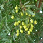 Azadirachtaindica.jpg