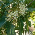 Azadirachtaindica3.jpg