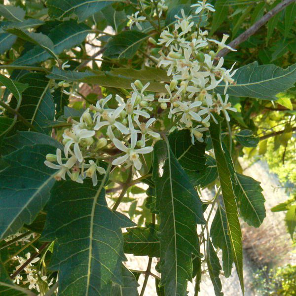 Azadirachtaindica3.jpg