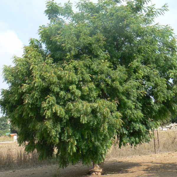Azadirachtaindica4.jpg