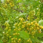 Bunchosia argentea פרי חמאת הבוטנים
