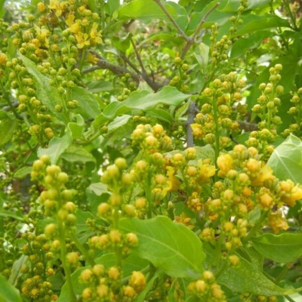 Bunchosia argentea פרי חמאת הבוטנים