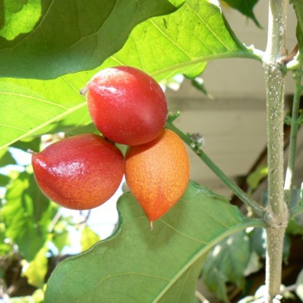 Bunchosia argentea פרי חמאת הבוטנים