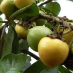 Byrsonimacrassifolia.jpg