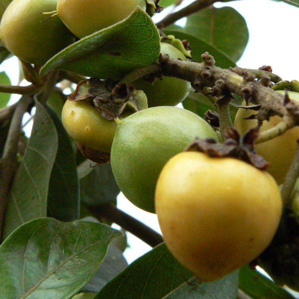 Byrsonimacrassifolia.jpg