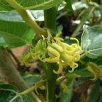 Caricaquercifolia3.jpg