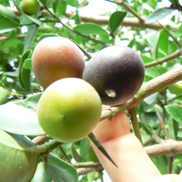 פירות קריסה ריחנית