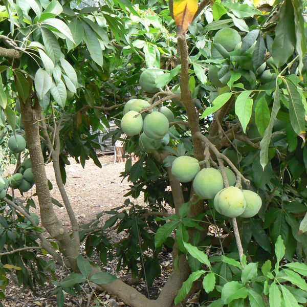 Casimiroaedulis5.jpg