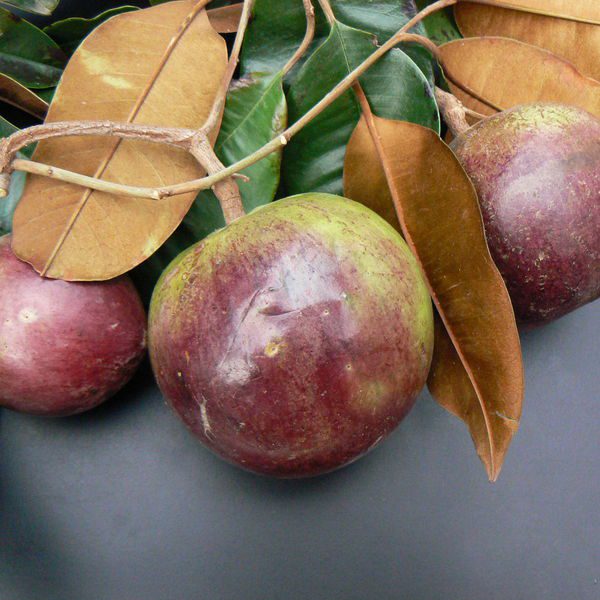 Chrysophyllumcainito1.jpg