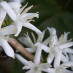 Coffeaarabica8.jpg