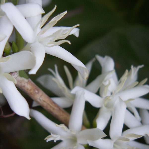Coffeaarabica8.jpg