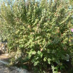 Dovyalishebecarpa7.jpg