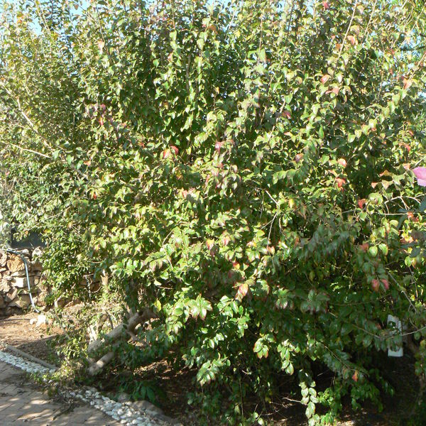 Dovyalishebecarpa7.jpg
