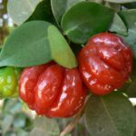 Eugeniauniflora10.jpg