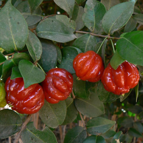 Eugeniauniflora11.jpg