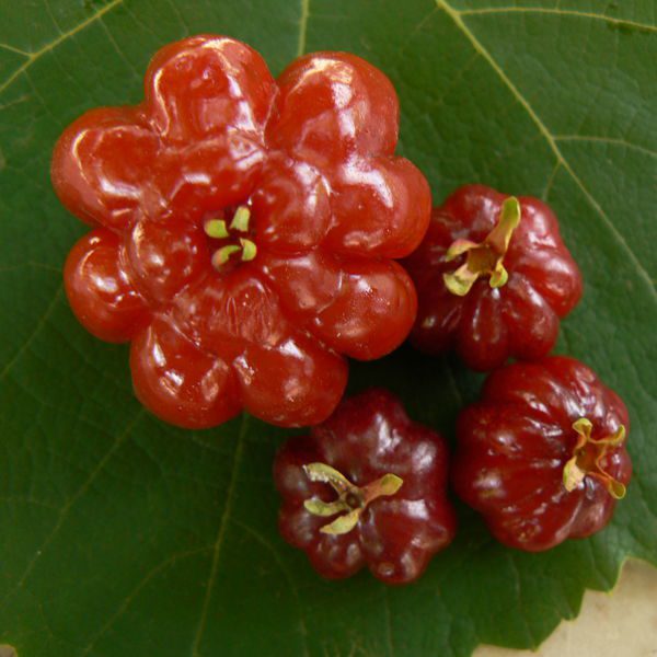Eugeniauniflora6.jpg