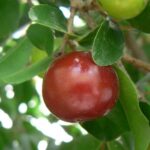 Flacourtiaindica.jpg