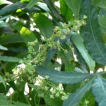 Harpephyllumcaffrum4.jpg