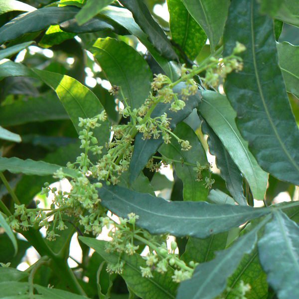 Harpephyllumcaffrum4.jpg