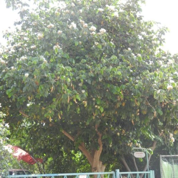 Ingaedulis1.jpg