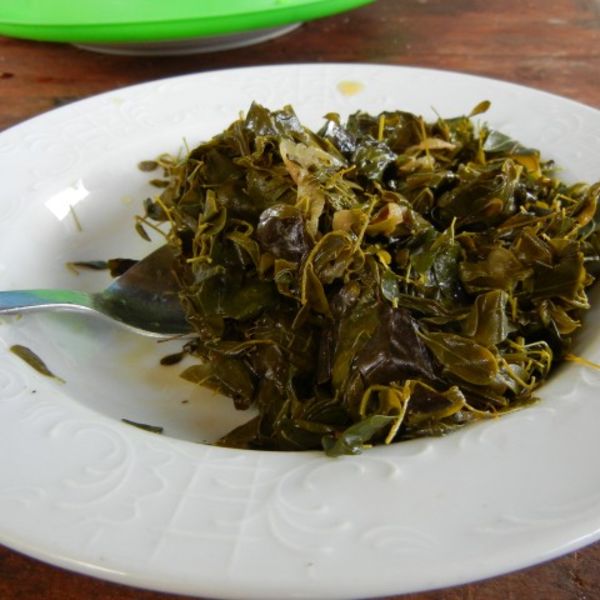 Moringaoleifera1.jpg