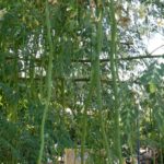 Moringaoleifera2.jpg