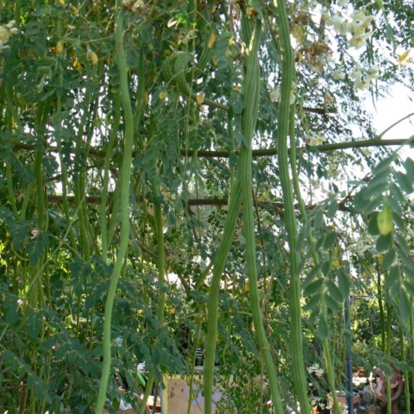 Moringaoleifera2.jpg