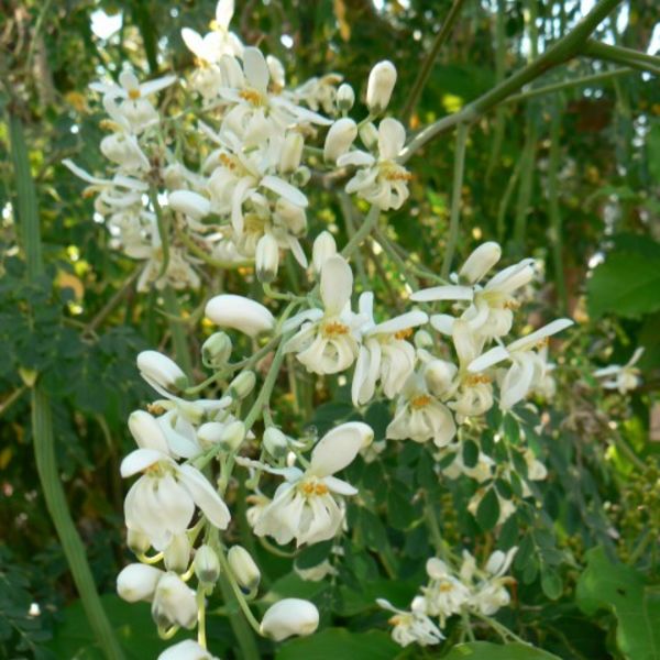 Moringaoleifera3.jpg