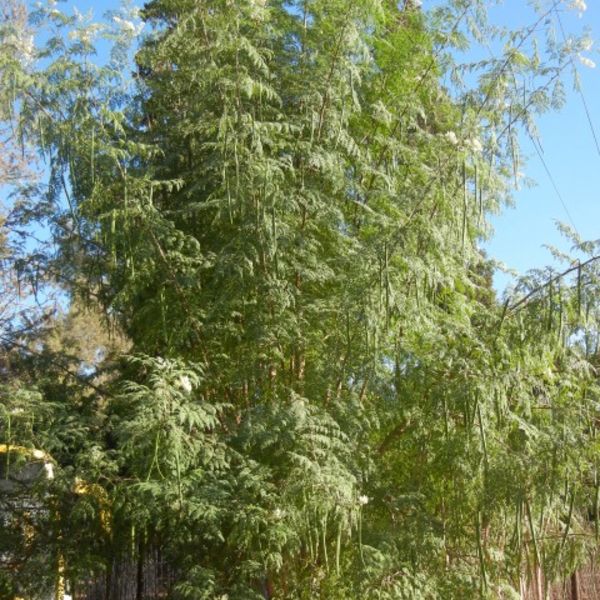 Moringaoleifera4.jpg