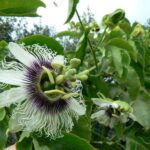 Passiflorapardifolia7.jpg