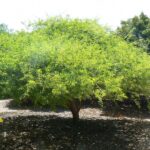 Strychnoscocculoides18.jpg