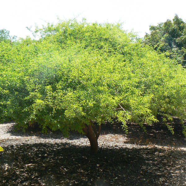 Strychnoscocculoides18.jpg
