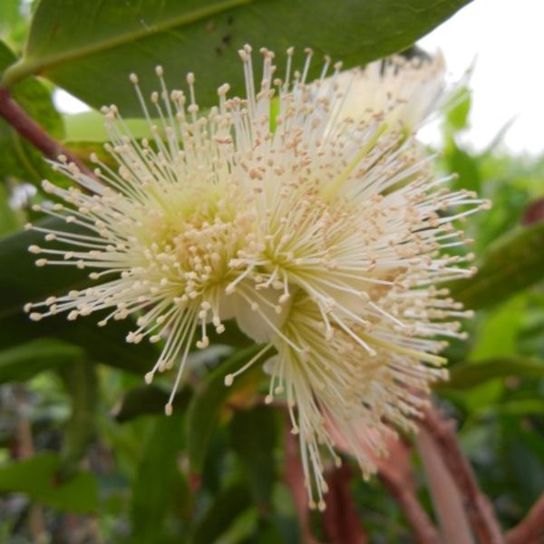 Syzygiumsamarangense1.jpg