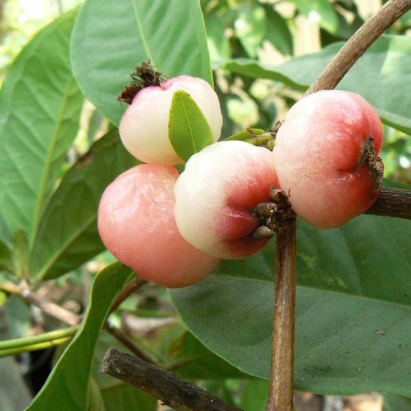 Syzygiumsamarangense3.jpg