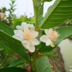 גויאבה תאילנדית פאראנג Thai Guava