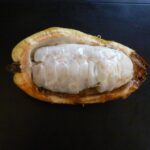 Theobromacacao4.jpg