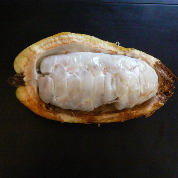 Theobromacacao4.jpg