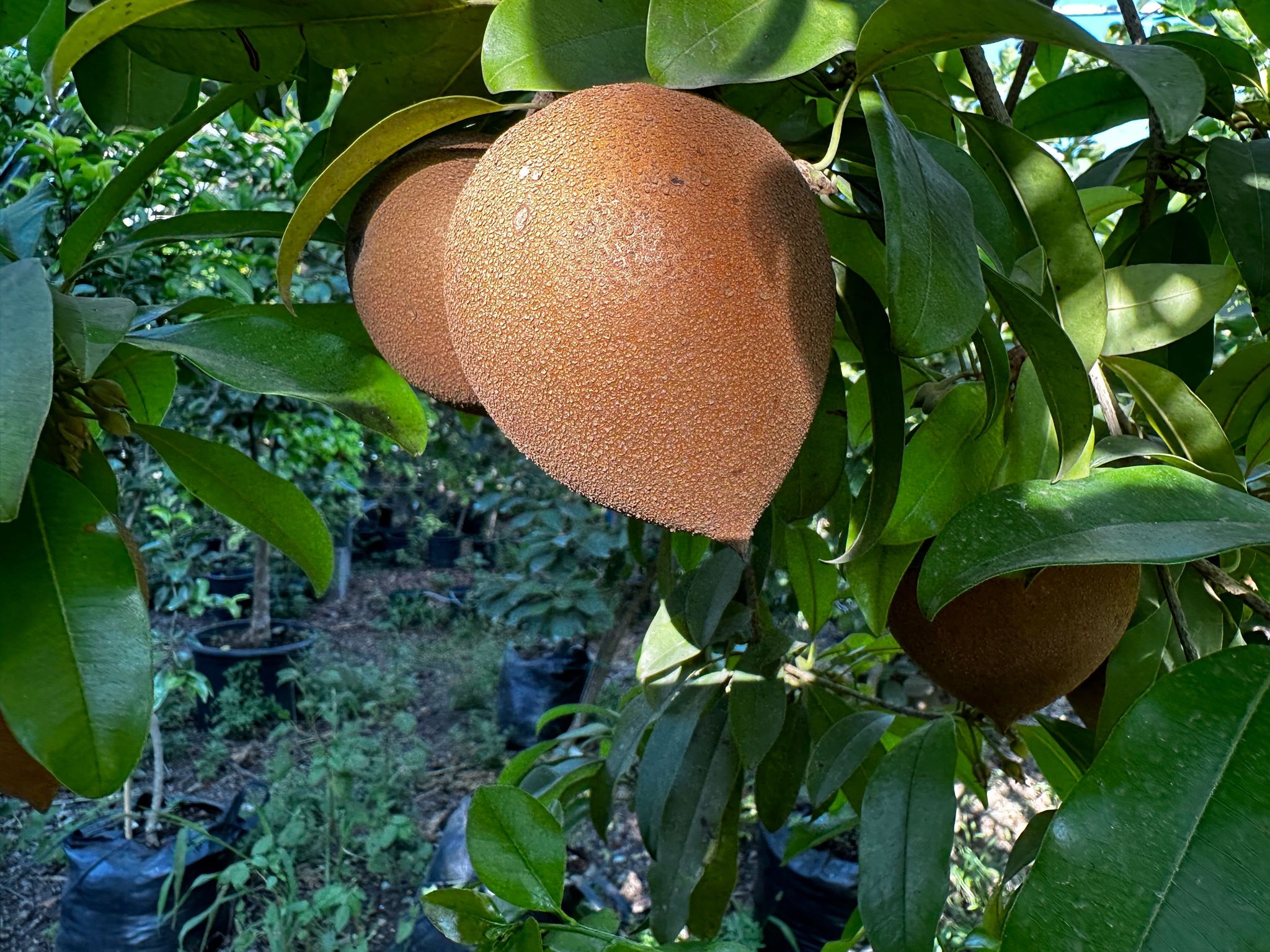 ספודילה (צ'יקו) Manilkara zapota