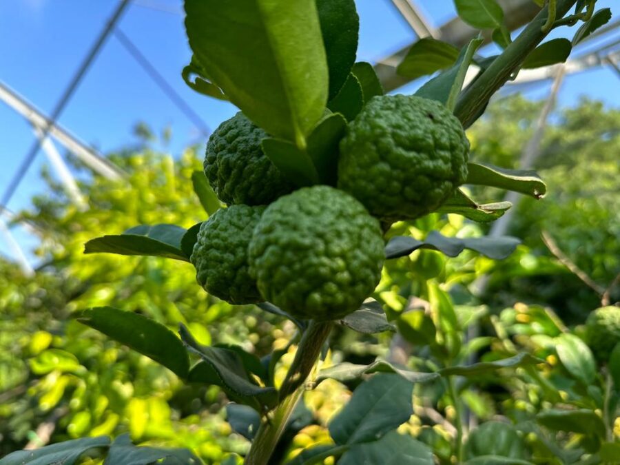 קפיר ליים