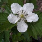 אוסנה (פטל שחור) משובחת Blackberry פריחה לבנה