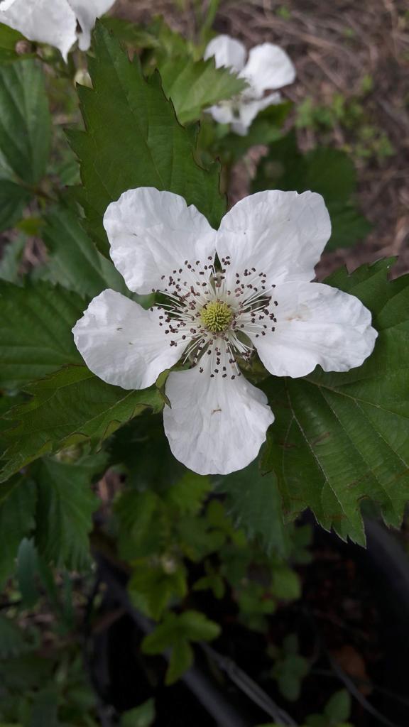 אוסנה (פטל שחור) משובחת Blackberry פריחה לבנה