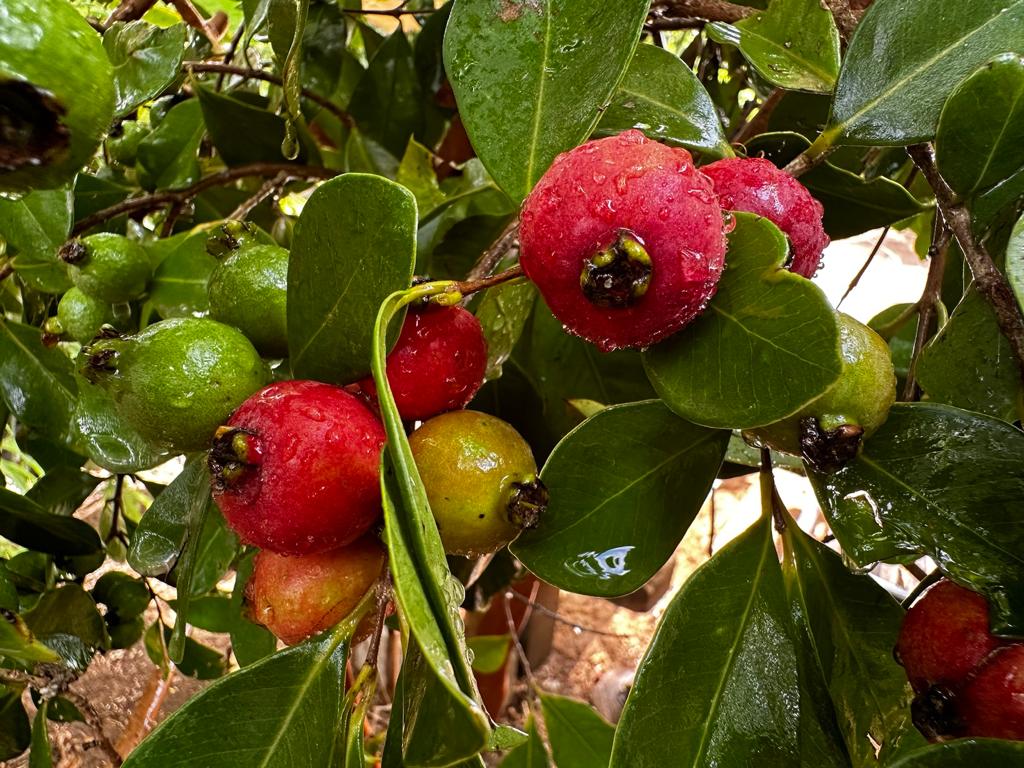 פירות של גויאבה תותית אדומה (גותית)