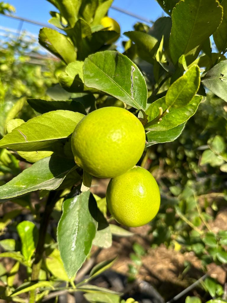 ליים ללא גרעינים