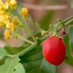 Bunchosia argentea פרי חמאת הבוטנים