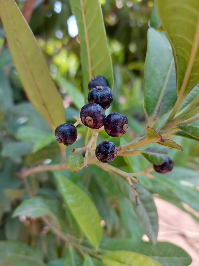 פלפל אנגלי אולספייס