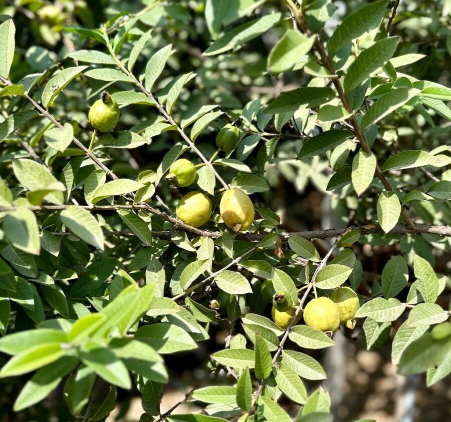 גויאבה בלי גרעינים