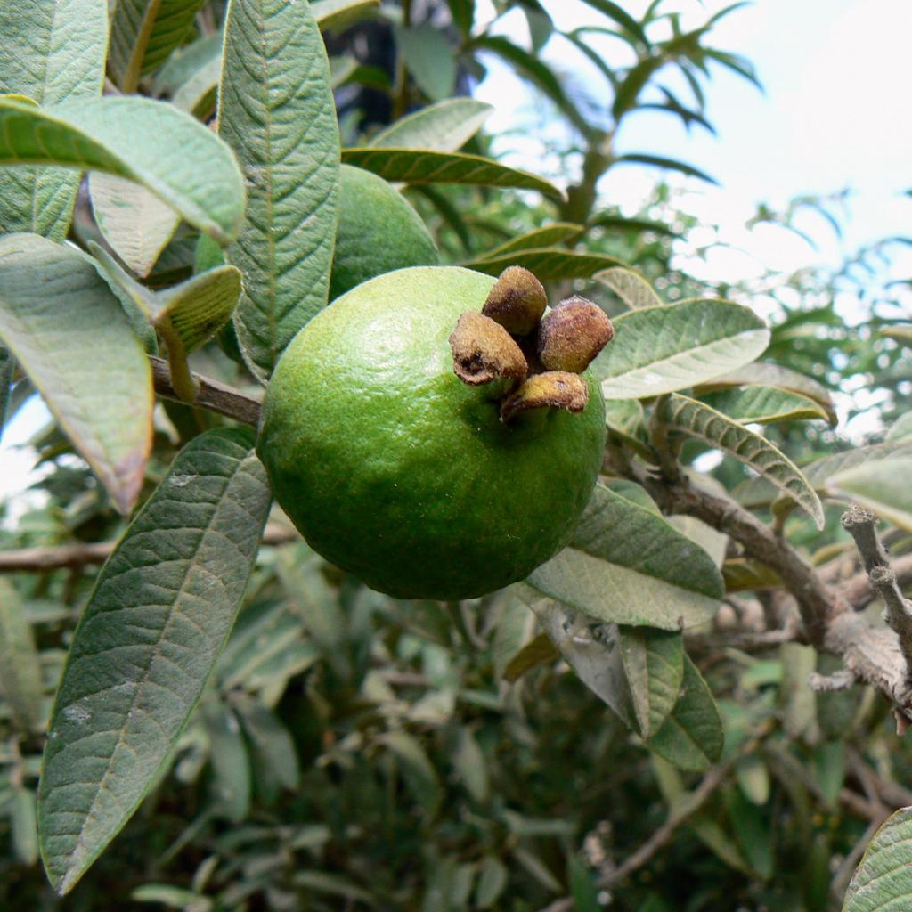 גויאבה ננסית